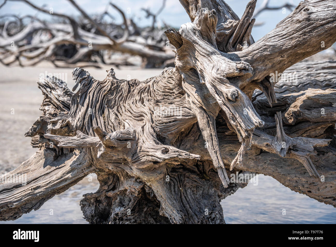 Gnarled, sun-bleached driftwood on Jekyll Island's Driftwood Beach on the Atlantic Coast of Southeast Georgia. (USA) Stock Photo
