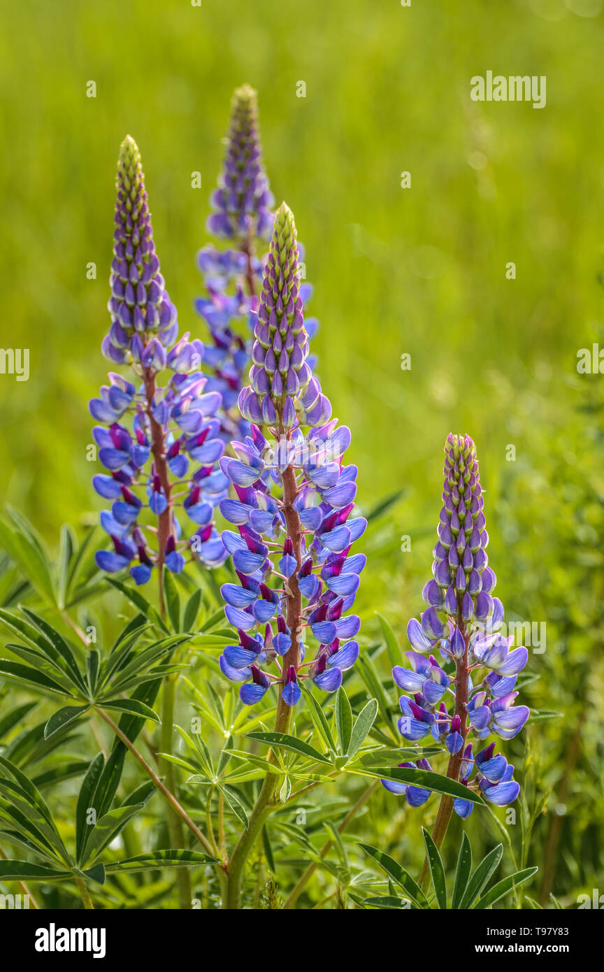 Purple Lupin flowers, Lupinus arcticus, in green field, backit by bright warm hazy morning springtime sunlight. Stock Photo