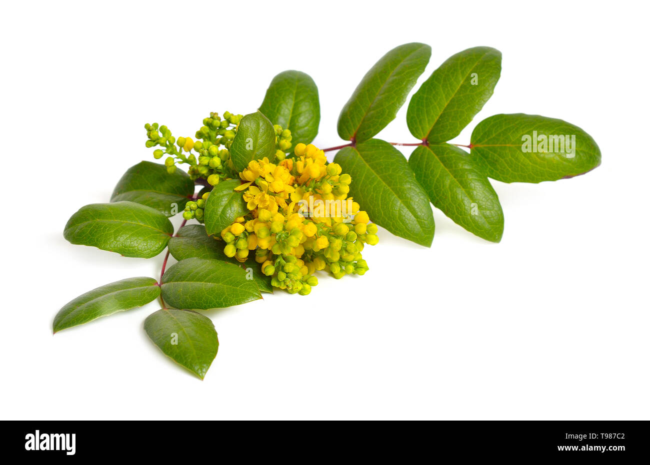 Flowering twig Mahonia isolated on white background Stock Photo