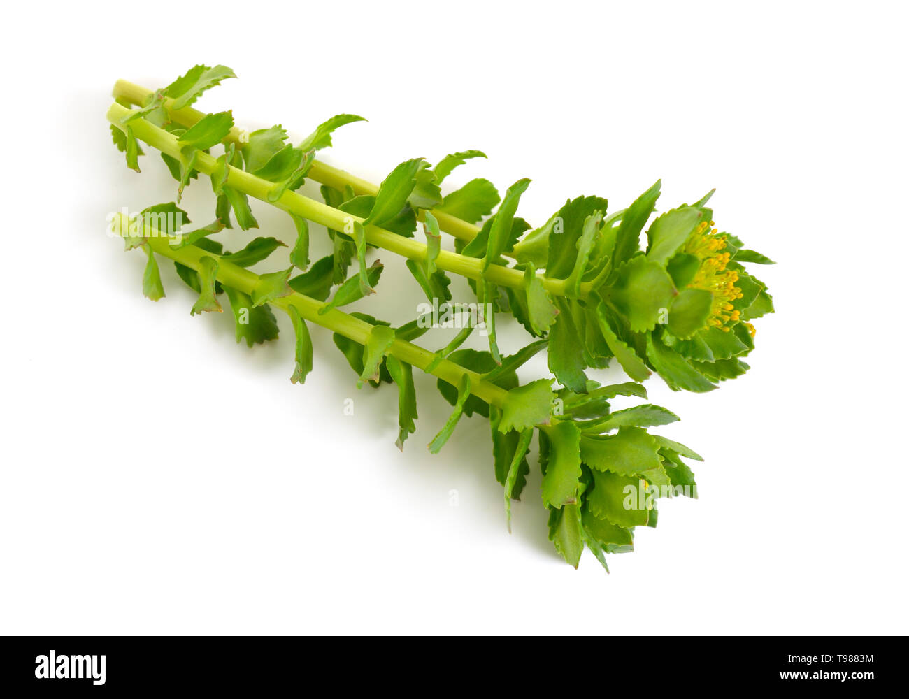 Rhodiola rosea or golden root, rose root, roseroot, Aaron's rod, Arctic root, king's crown, lignum rhodium, orpin rose. isolated Stock Photo
