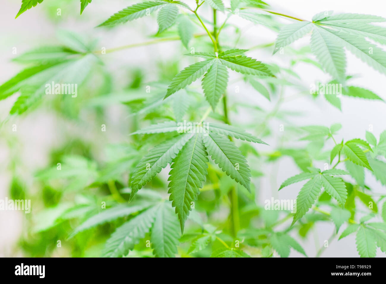 Cannabis Sativa plant growing indoors under light, leaves detail, isolated on white. Shallow depth of field, selective focus. Stock Photo