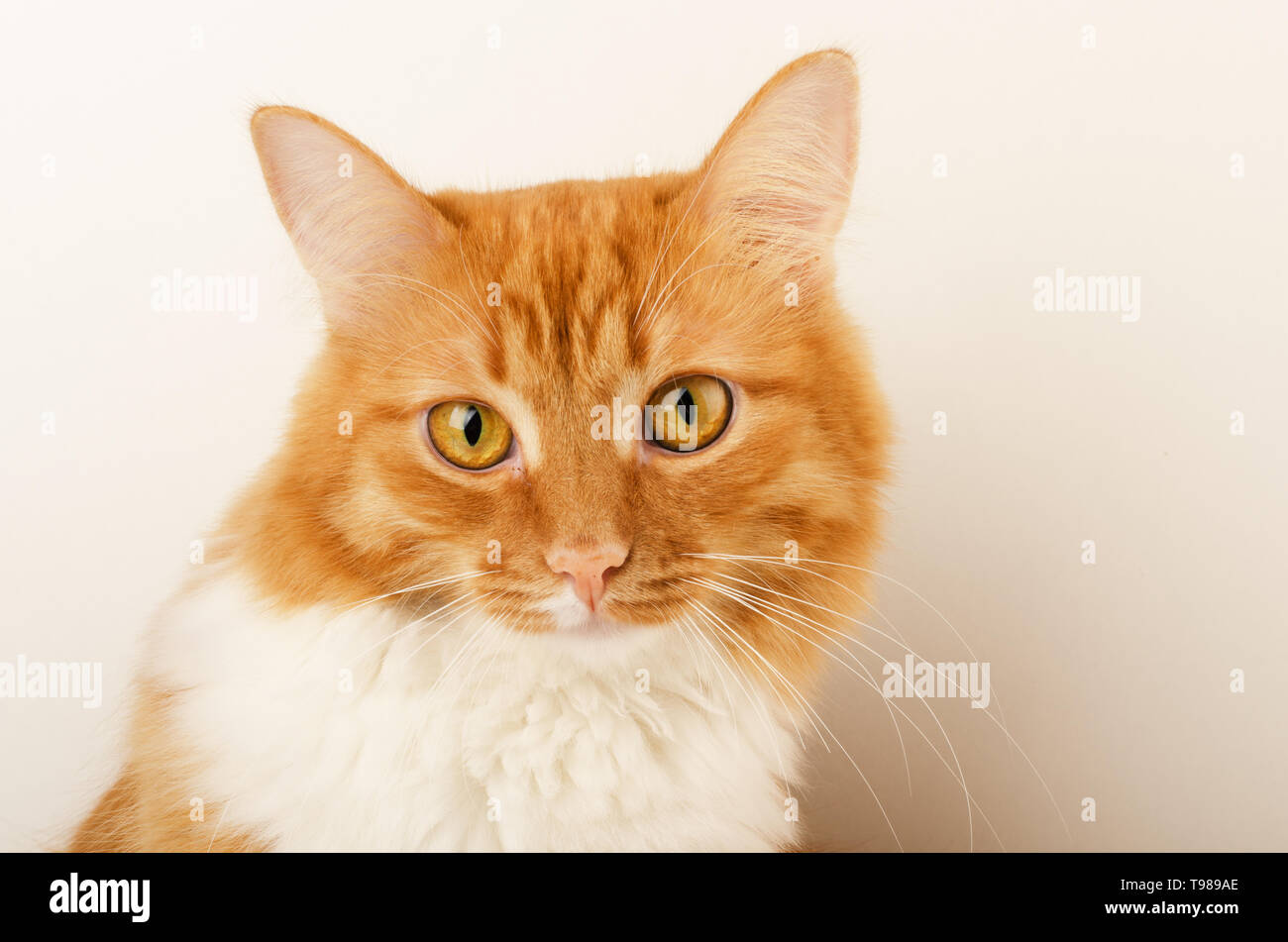 https://c8.alamy.com/comp/T989AE/portrait-of-ginger-red-curious-cat-sitting-isolated-on-white-T989AE.jpg