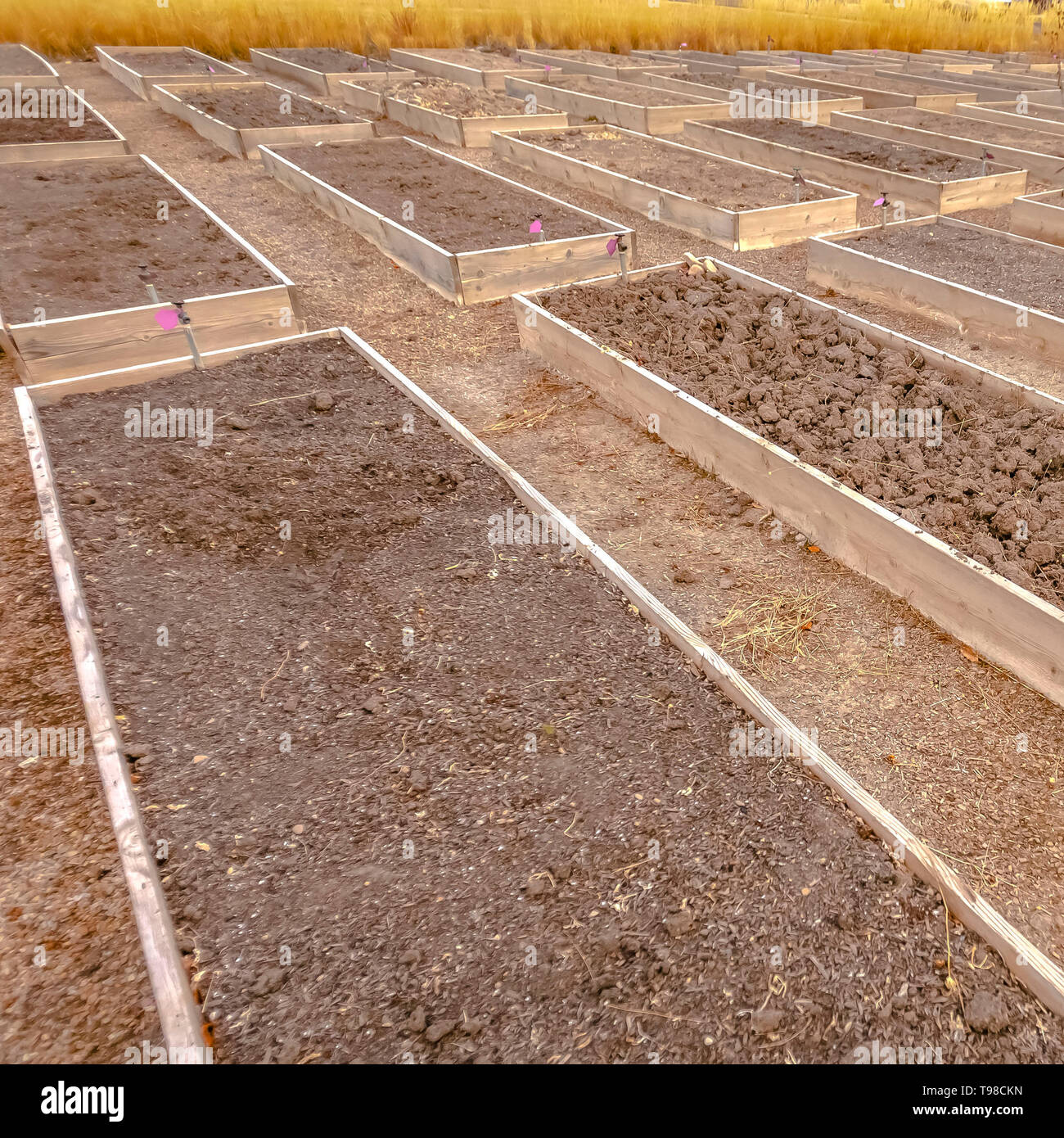 Square Rows of raised wooden garden beds with faucets and filled with