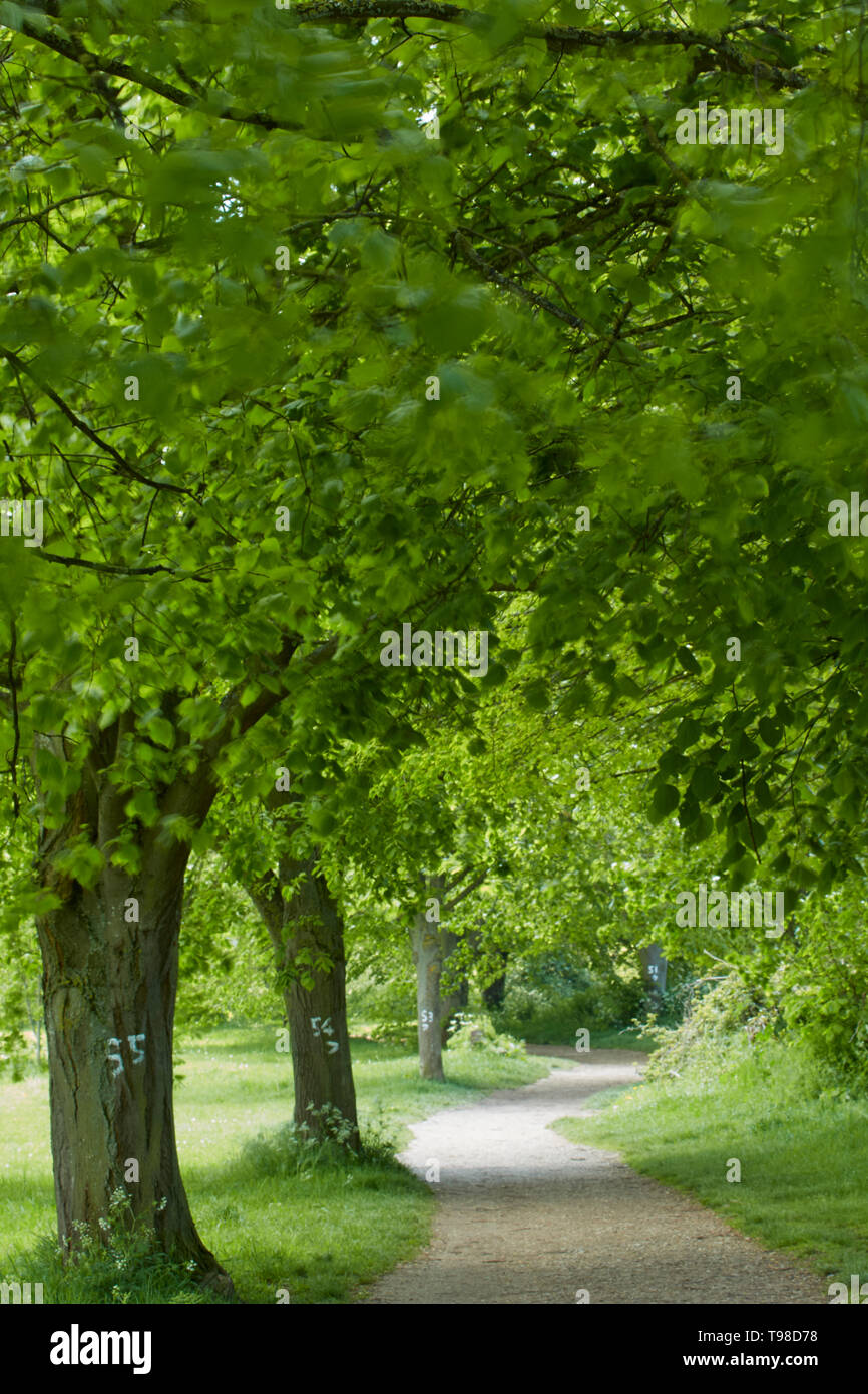 Tree lined round Evesham footpath at the Evesham suburb of Hampton