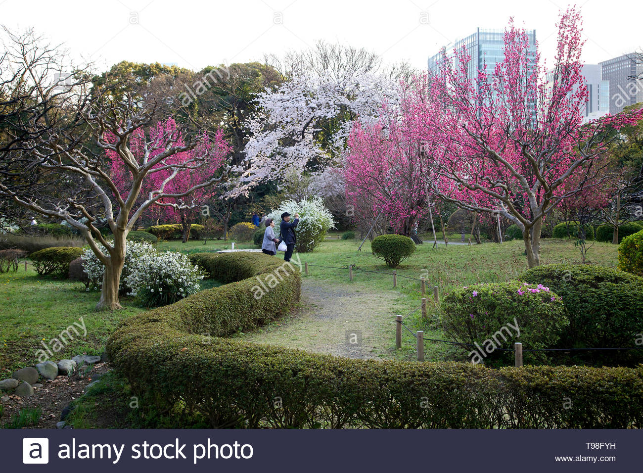 Cherry Blossom Season At Hama Rikyu Gardens Hamarikyu Park Tokyo Japan Stock Photo Alamy Cherry Blossom Season At Hama Rikyu Gardens Hamarikyu Park Tokyo Japan Stock Photo Alamy