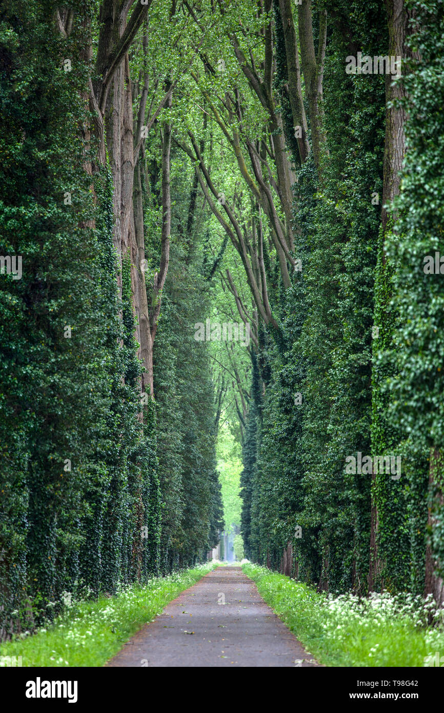 Narrow forest road with tall green deciduous trees with thick trunks around. Stock Photo