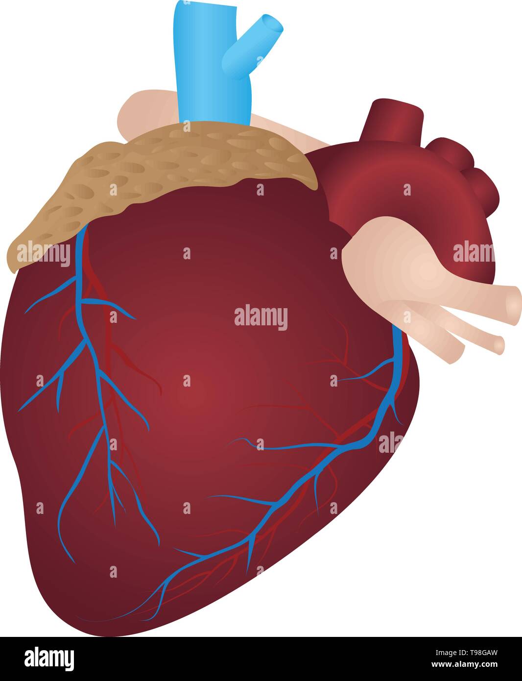 Human heart vector illustration on a white backgrou Stock Vector Image ...