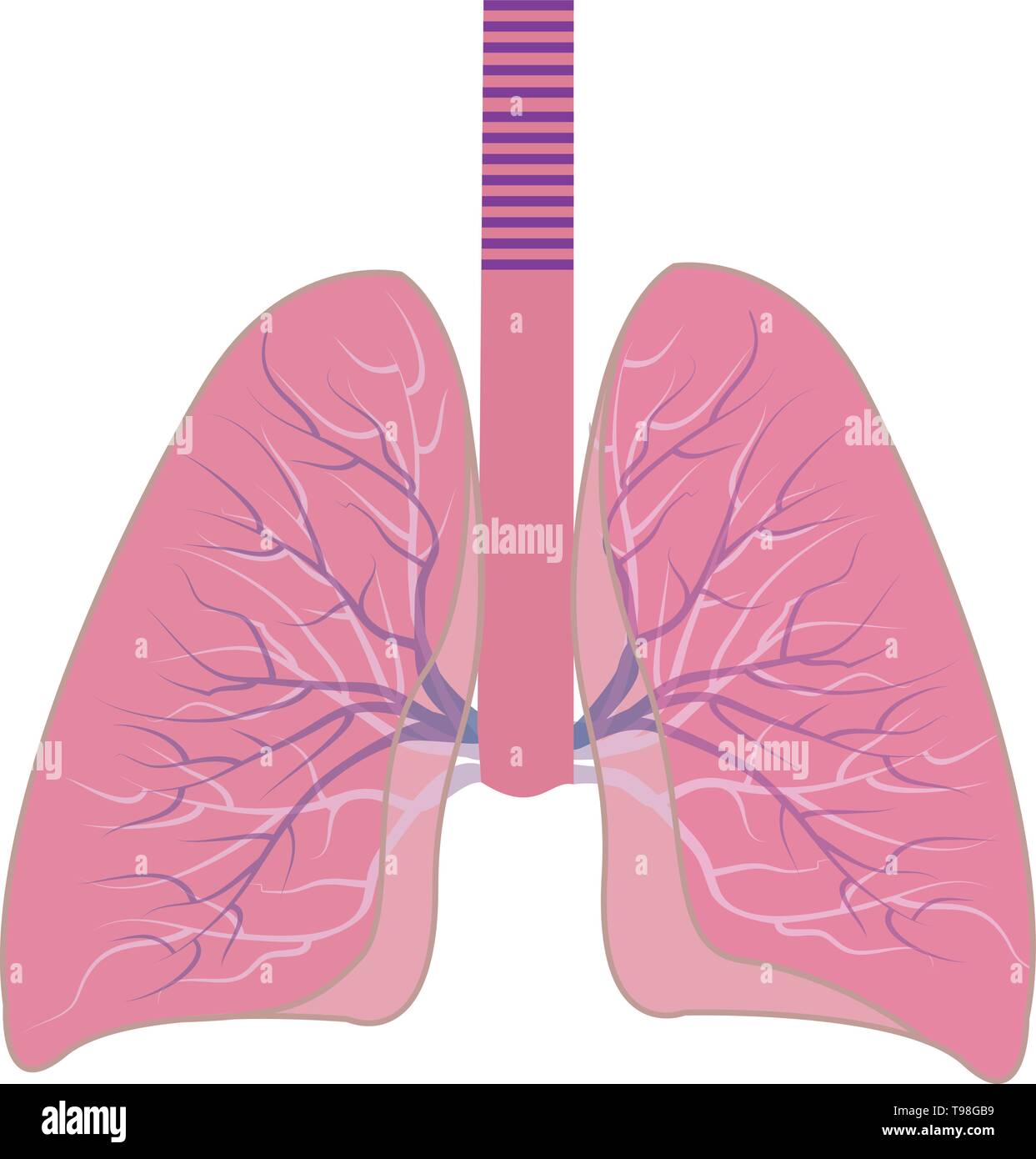 Human Lungs vector illustration isolated on a white background Stock ...