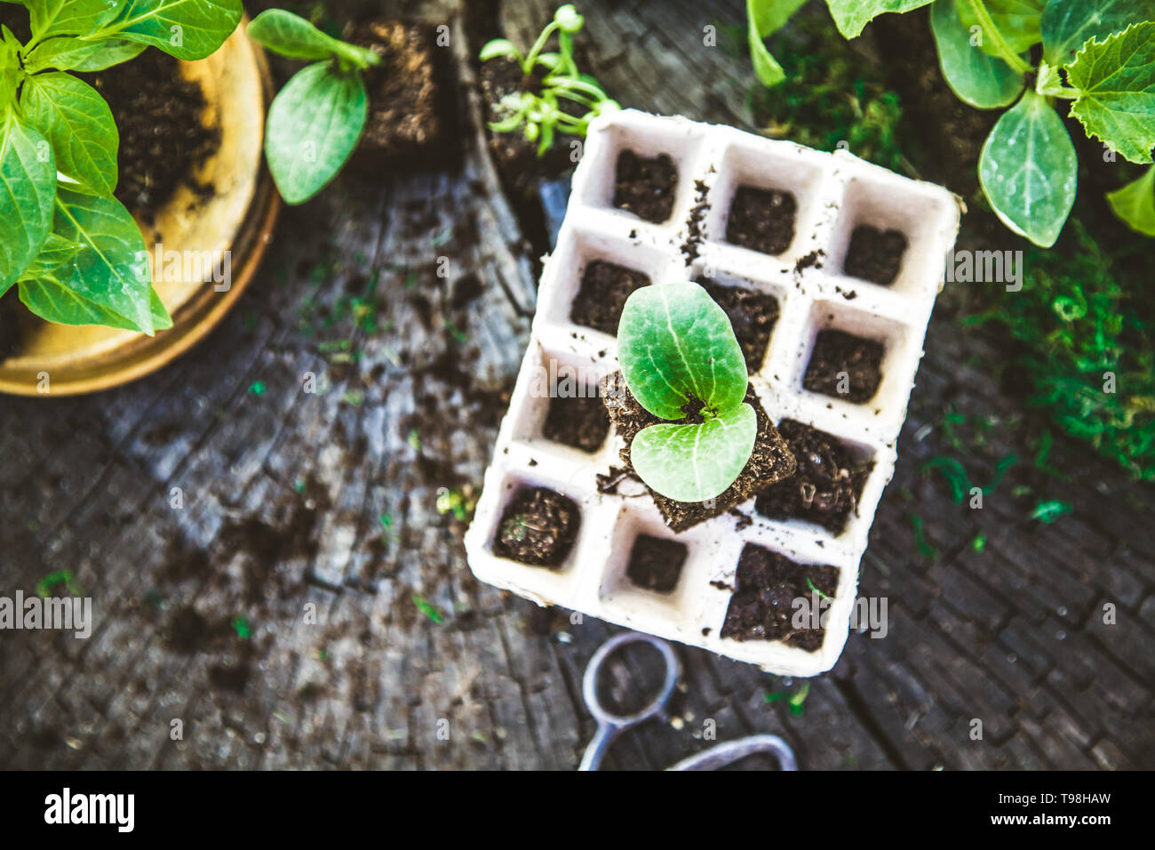 Spring garden. Seedlings in soil. Garden tools and equipment Stock ...