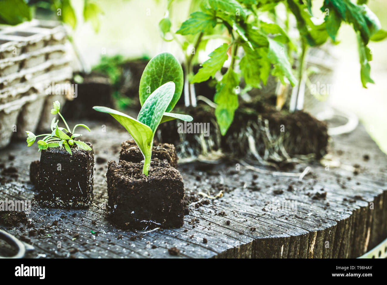 Spring garden. Seedlings in soil. Garden tools and equipment Stock ...