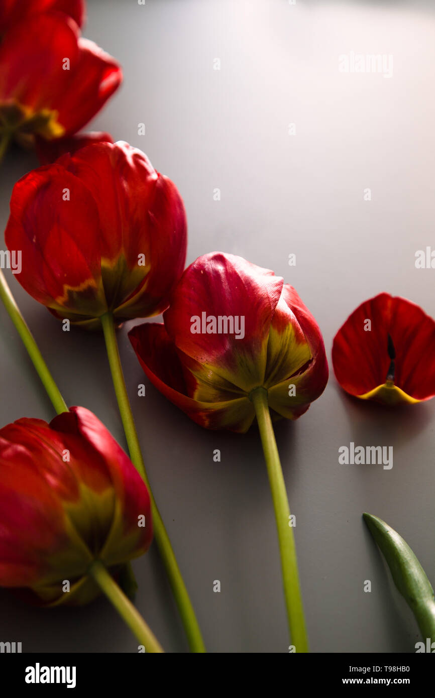 Red Tulips on table. Spring Easter flowers. Stock Photo