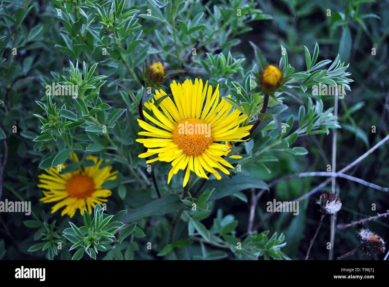 Doronicum plantagineum (the plantain-leaved leopard's-bane or plantain false leopardbane) blooming flowers and buds on green grass background, top vie Stock Photo