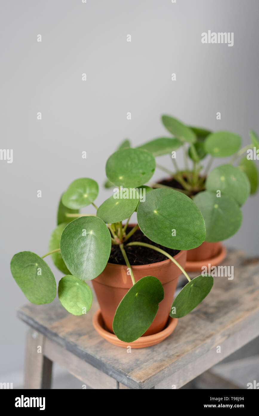 Pilea peperomioides. Chinese money plant or pancake plant. Young Pilea ...