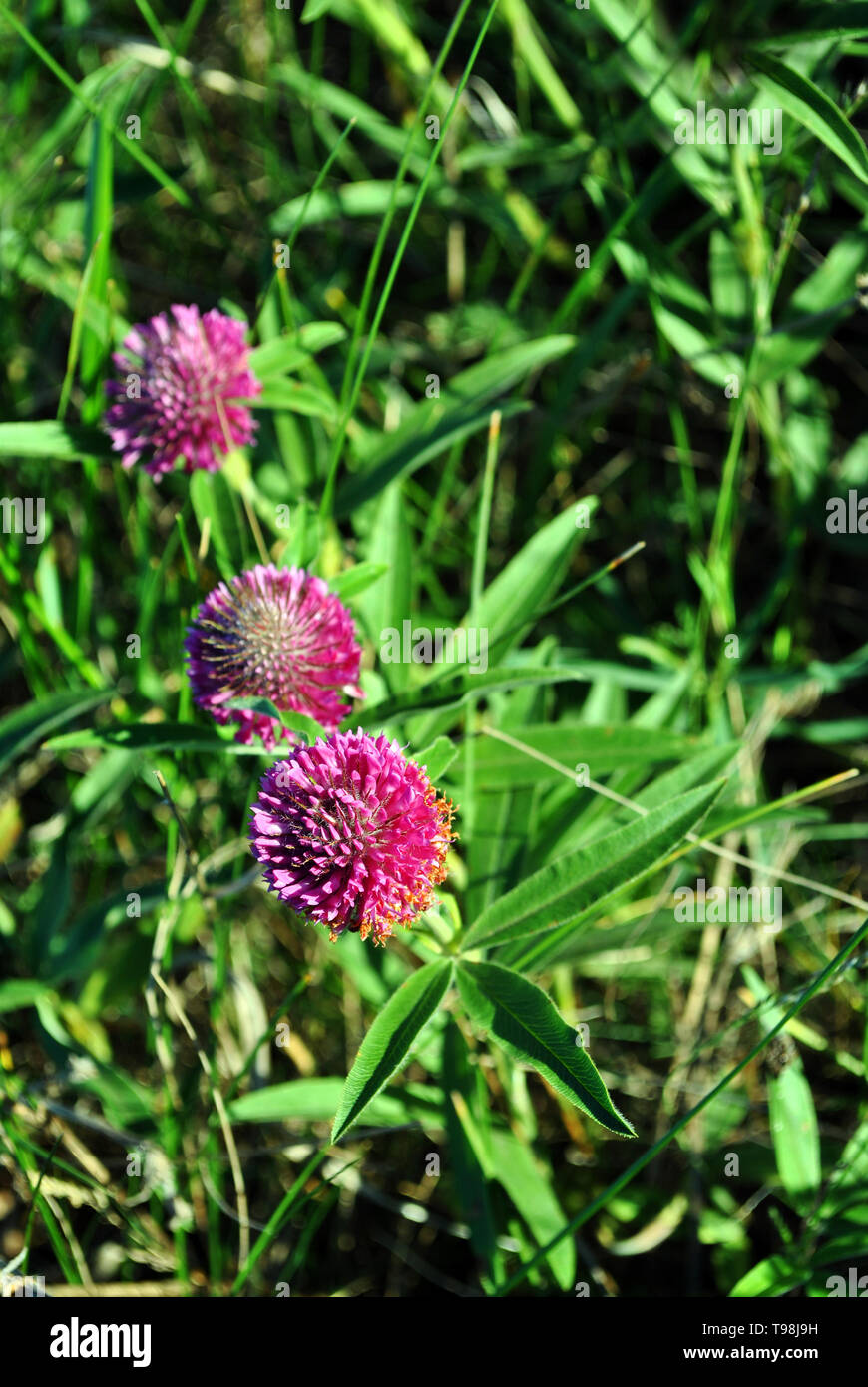 Pink clover flowers group on soft green grass background top view Stock Photo
