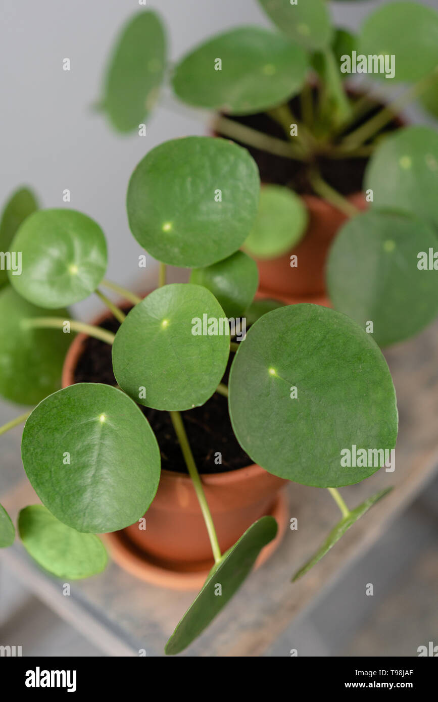 Pilea peperomioides. Chinese money plant or pancake plant. Young Pilea ...