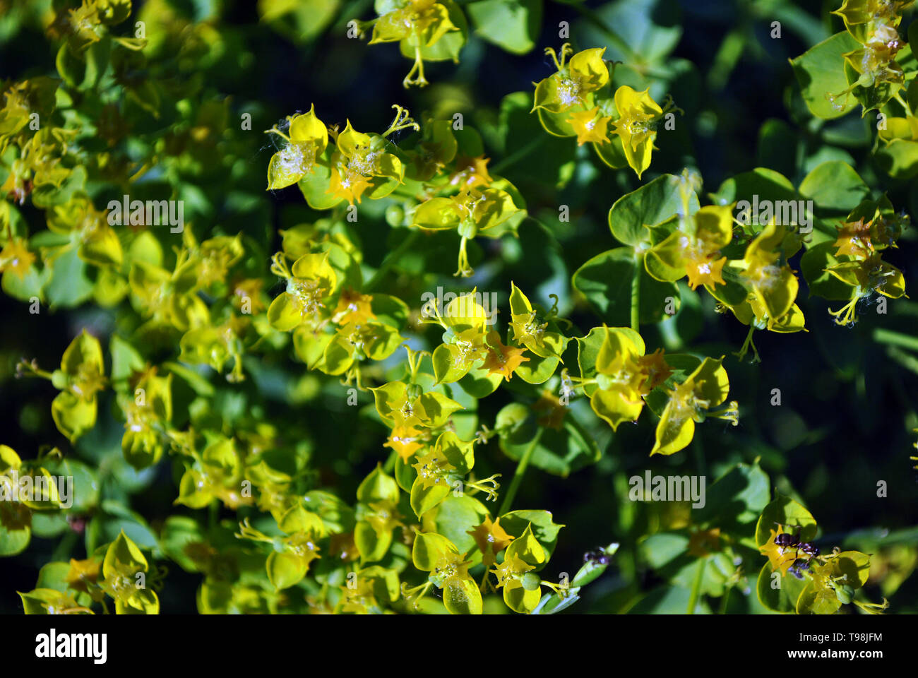 Euphorbia esula (green or leafy spurge) blooming flowers close up macro detail, organic texture background of blossom Stock Photo
