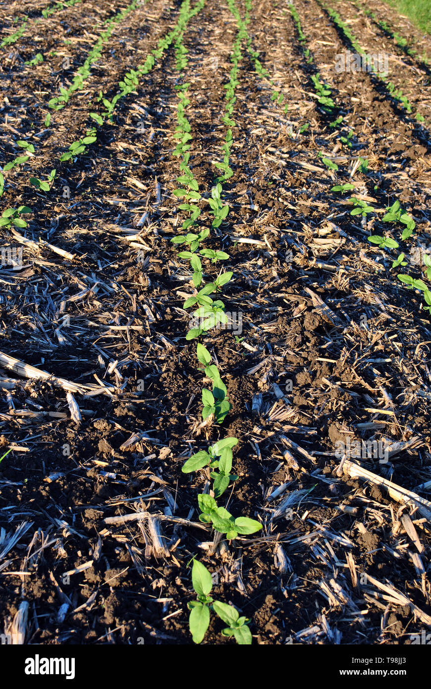 Black earth field with green sunflowers plant rows, Ukraine Stock Photo