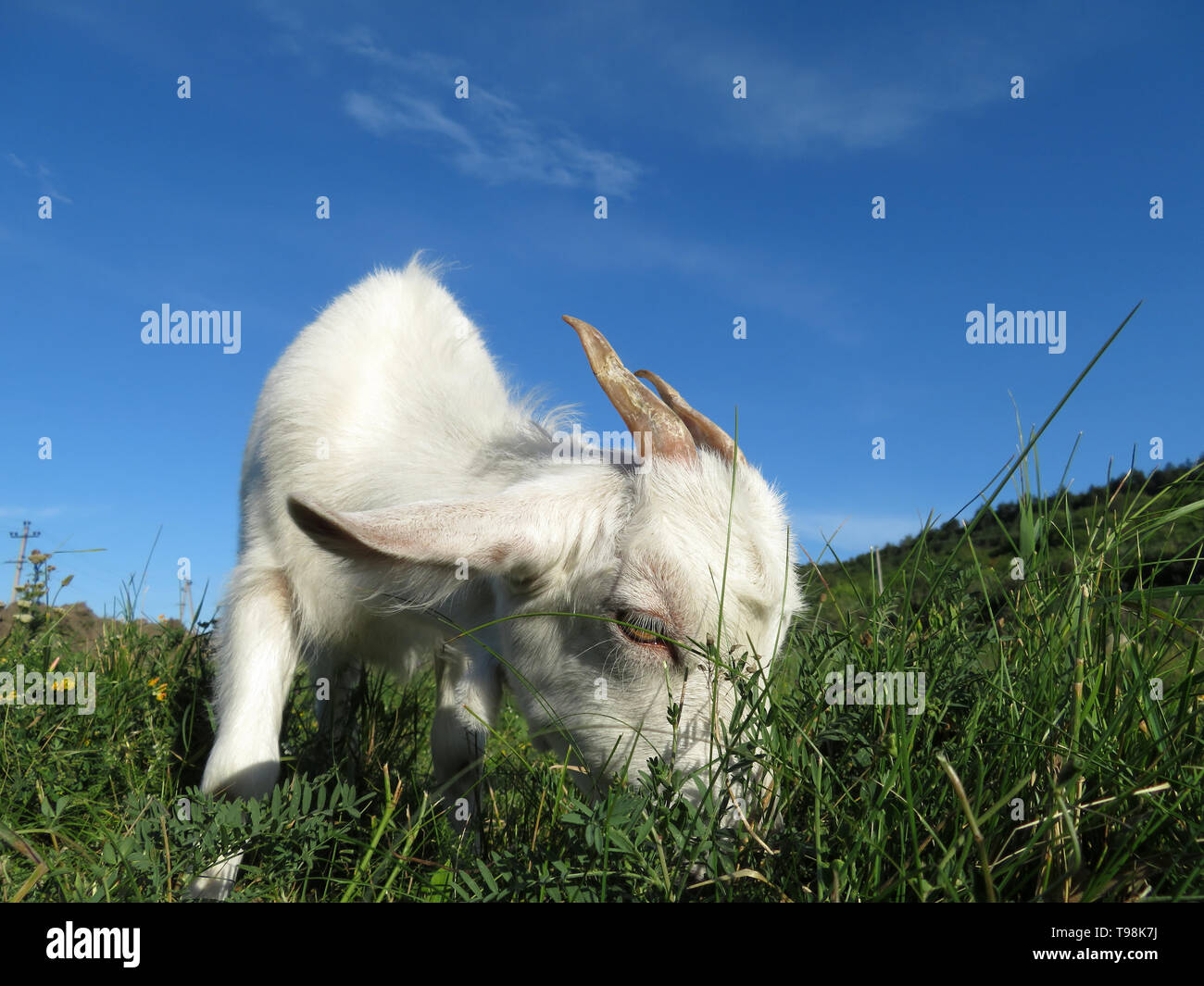 White goat grazing on a summer mountain meadow. Kid goat on a pasture with green grass, picturesque rural landscape with wildflowers and blue sky Stock Photo