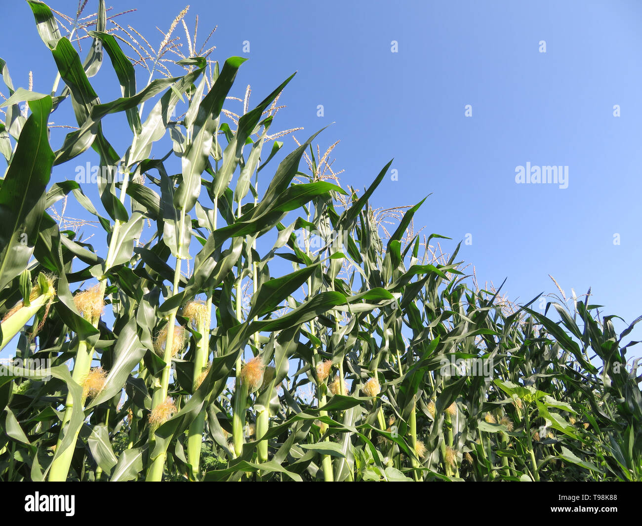 Green corn field against clear blue sky. Young corn stalks with cobs, agricultural industry in summer Stock Photo