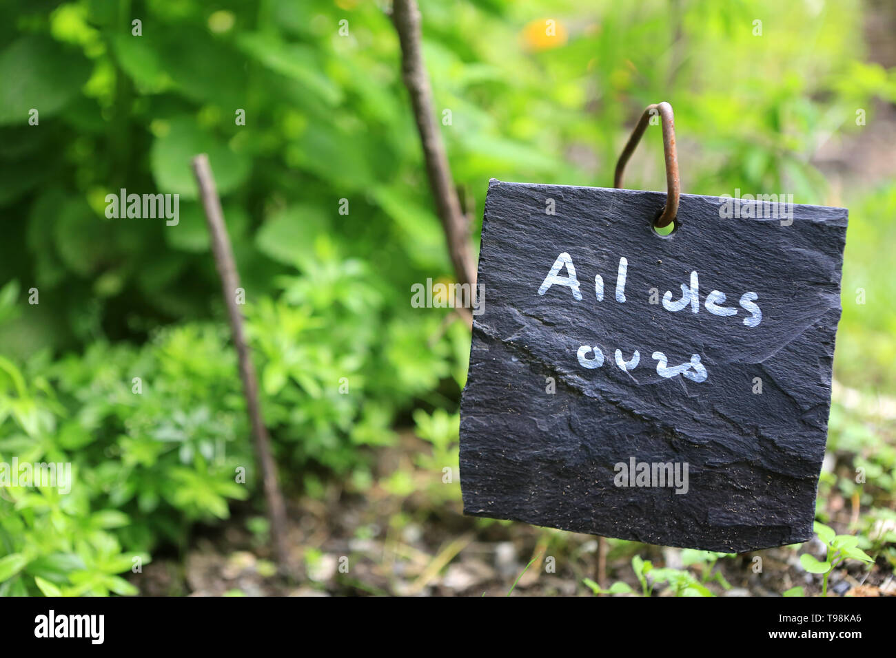 Ail des Ours. Stock Photo