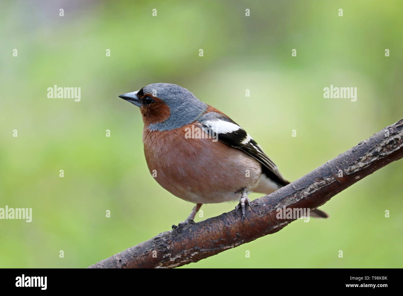 Finch sitting on a branch in a park. Beautiful chaffinch on green nature background, concept of summer season, songbird in sunny weather Stock Photo