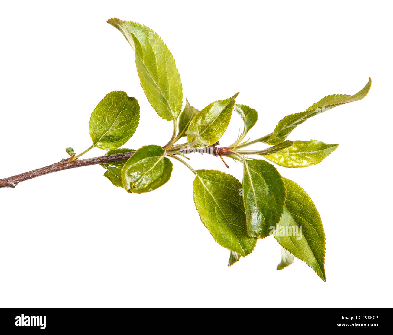 Apple Tree Leaf Tree Apple Tree Leaf Tree