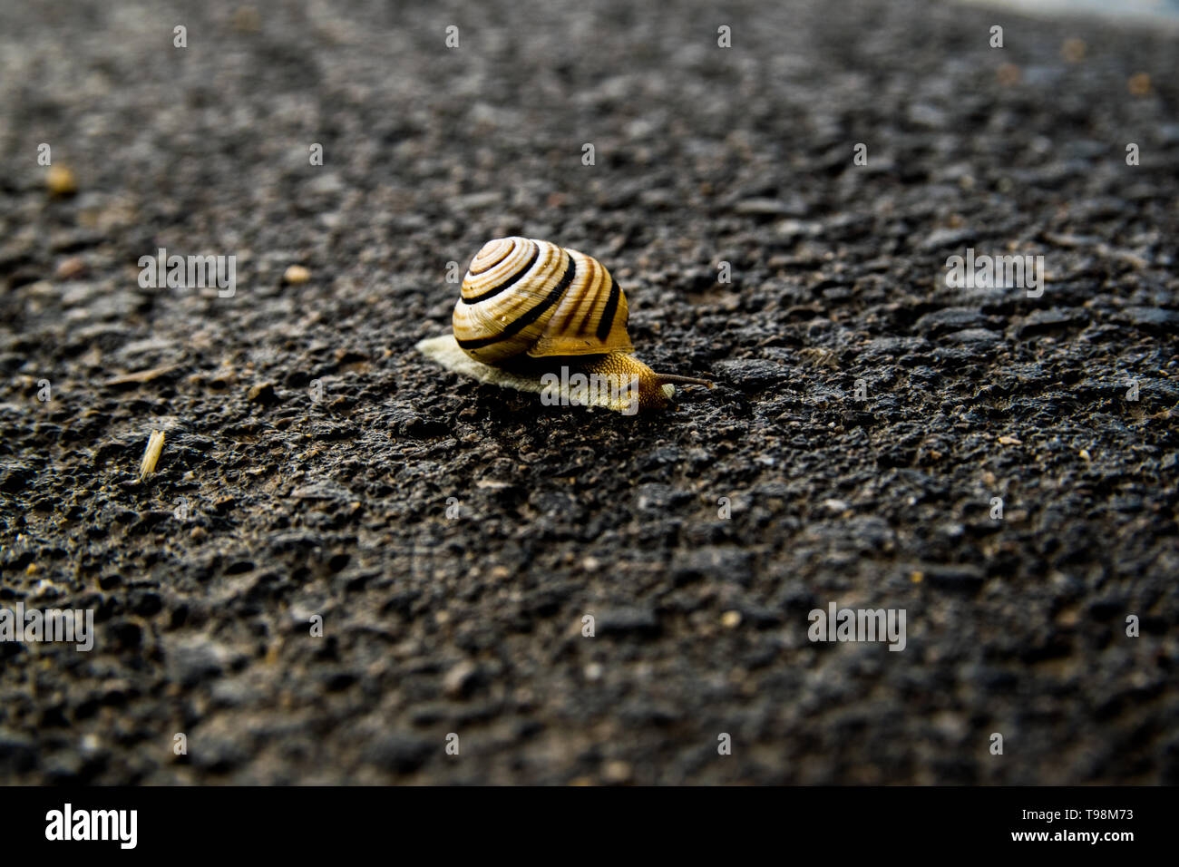 snail on asphalt Stock Photo