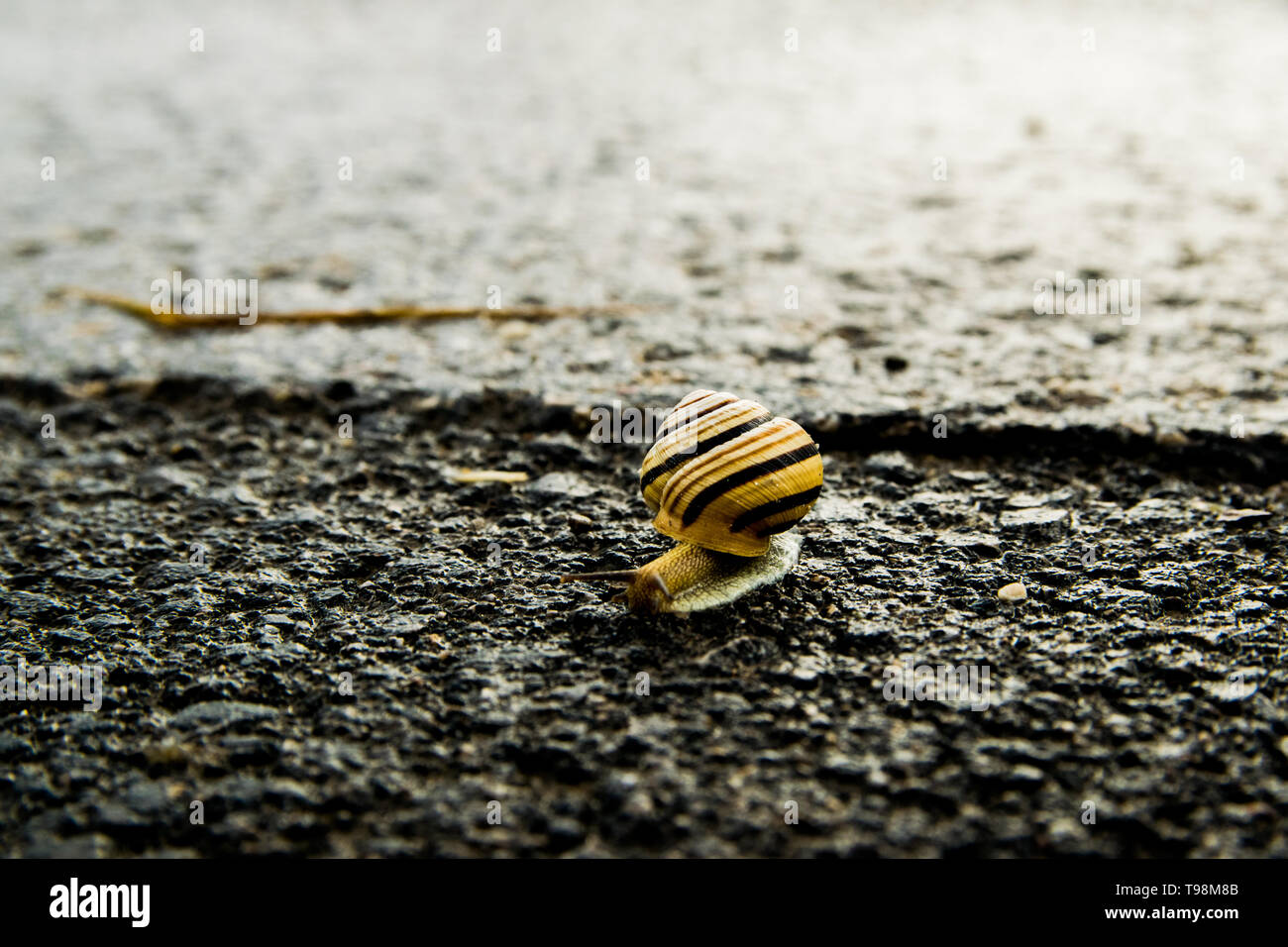snail on asphalt - from light to dark Stock Photo
