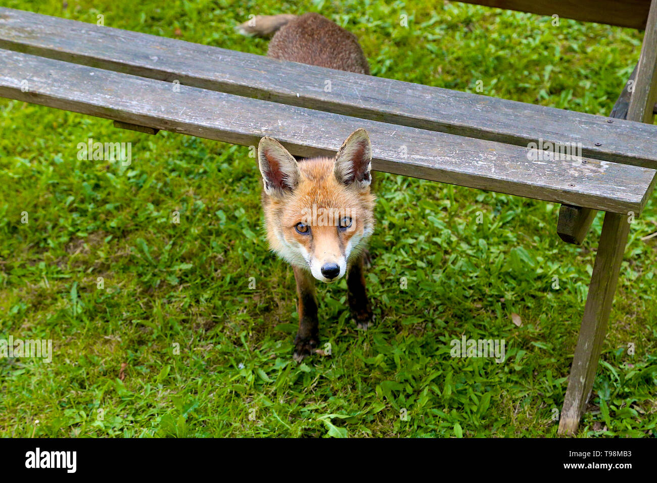 Fox under a picnic table in Kent UK Stock Photo Alamy
