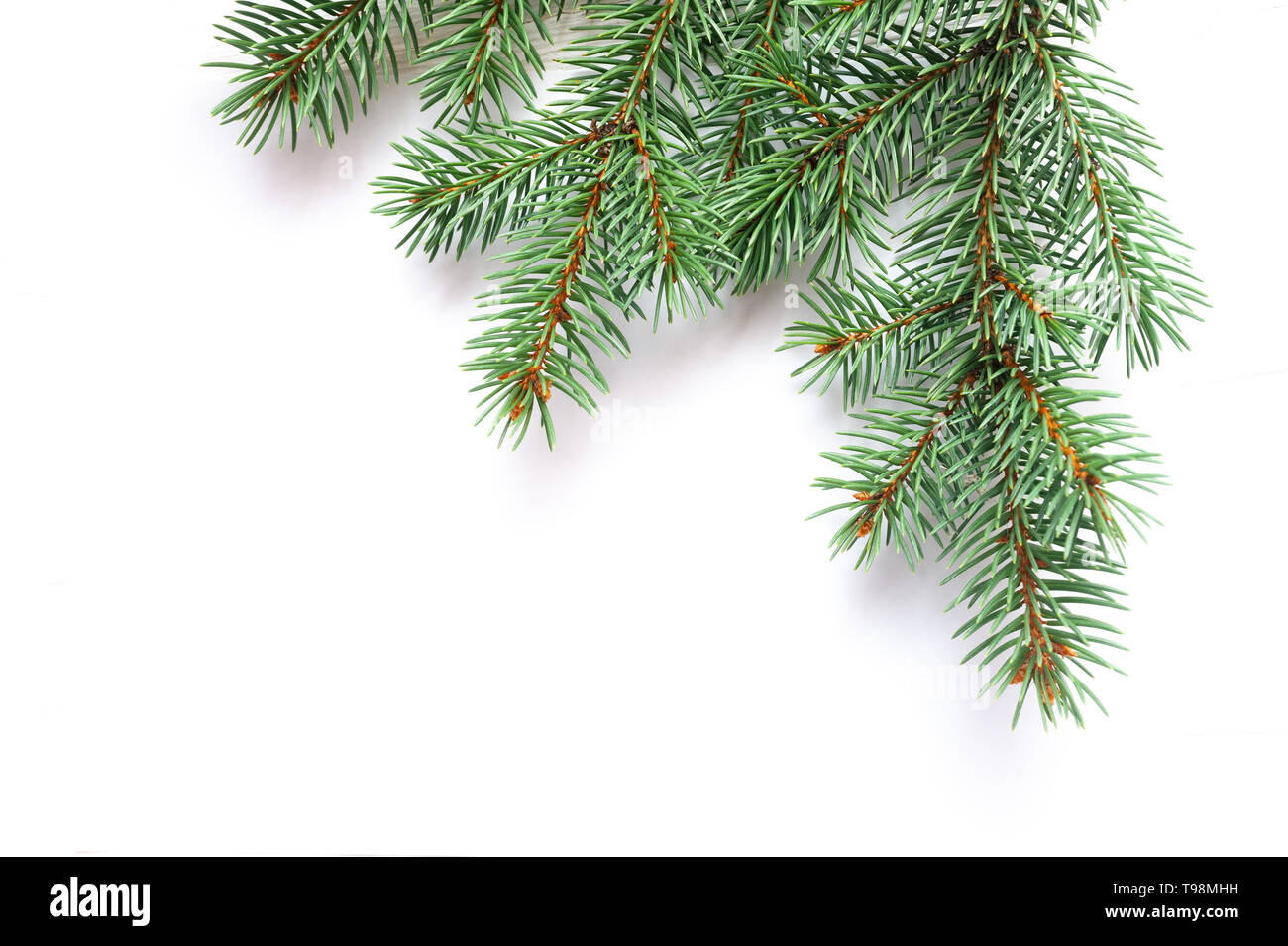 X-mas fir tree branch isolated on white background. Pine branch. Christmas background Stock Photo