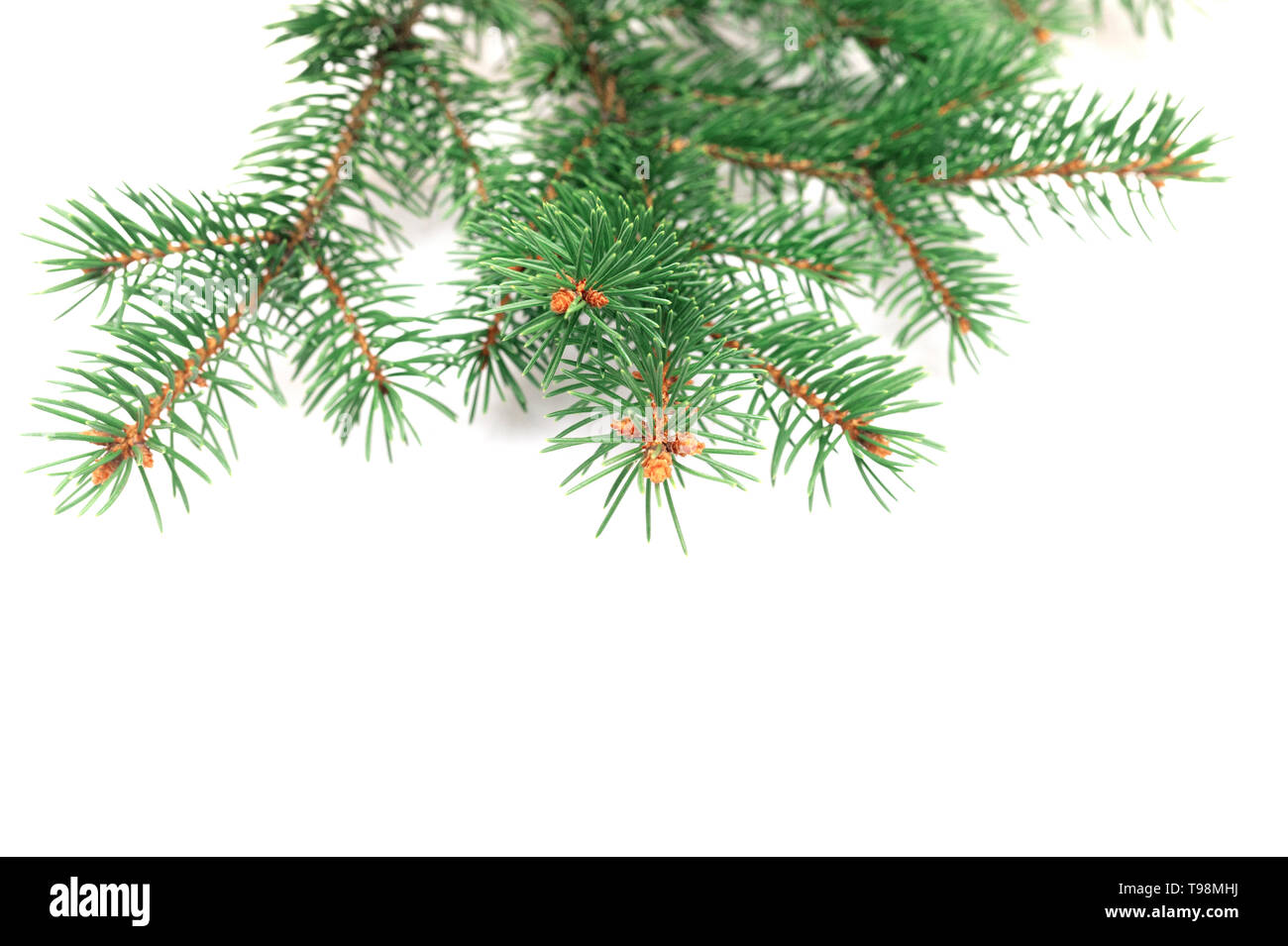X-mas fir tree branch isolated on white background. Pine branch. Christmas background Stock Photo