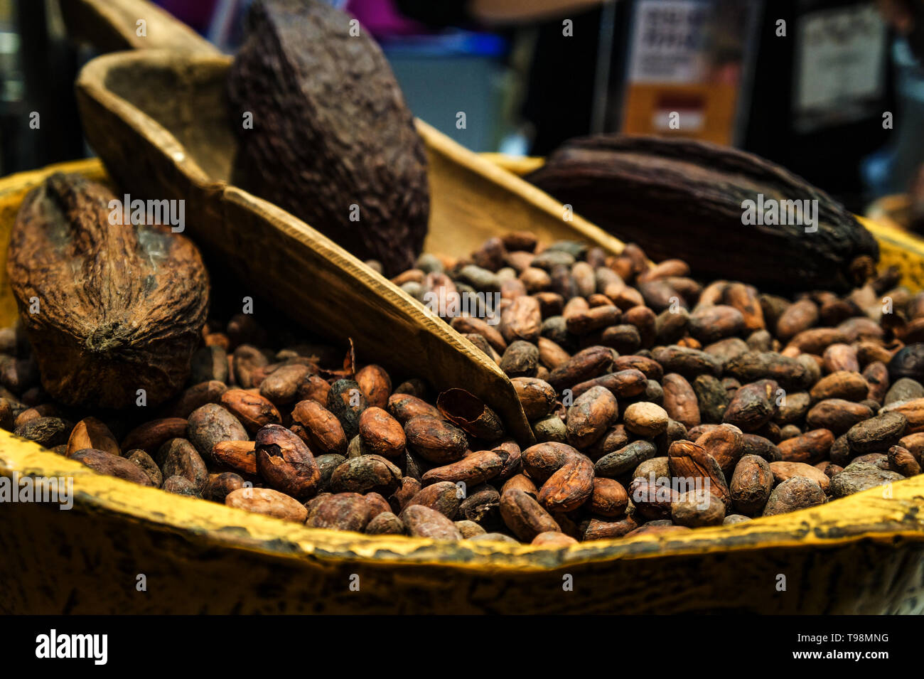 cacao, raw material for chocolate Stock Photo Alamy