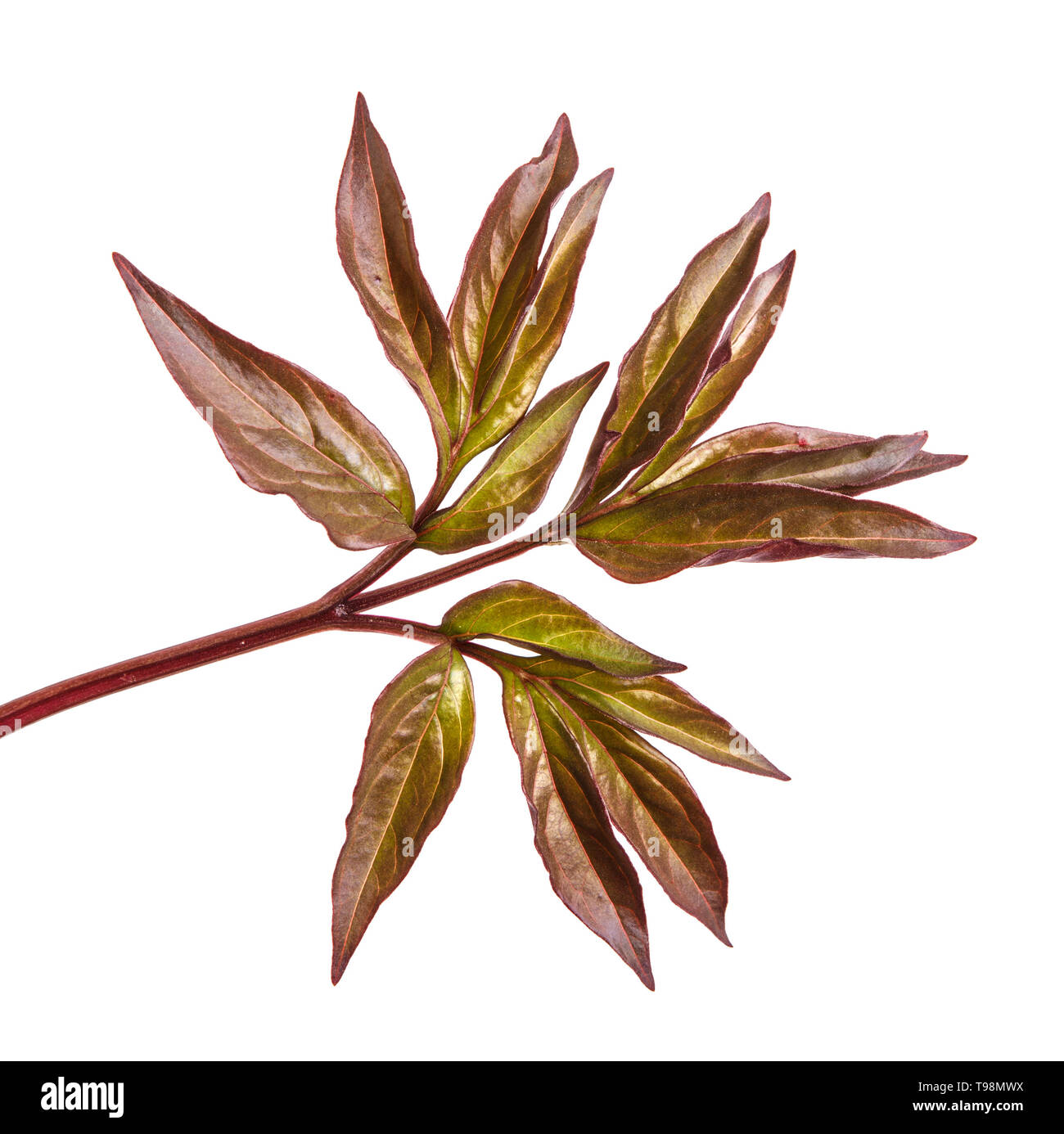 Хлороз пионов. Листья у пиона покраснели. Болезни пионов скручивание листьев. Хлороз на пионах. Болезни пионов септориоз.