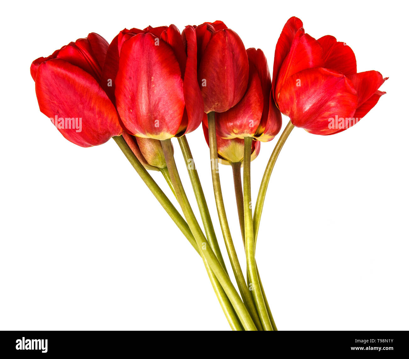 Bouquet of red tulips. Isolated on white background Stock Photo - Alamy