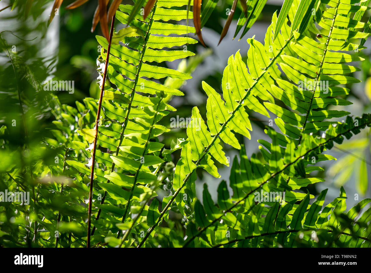 Wild fern hi-res stock photography and images - Alamy