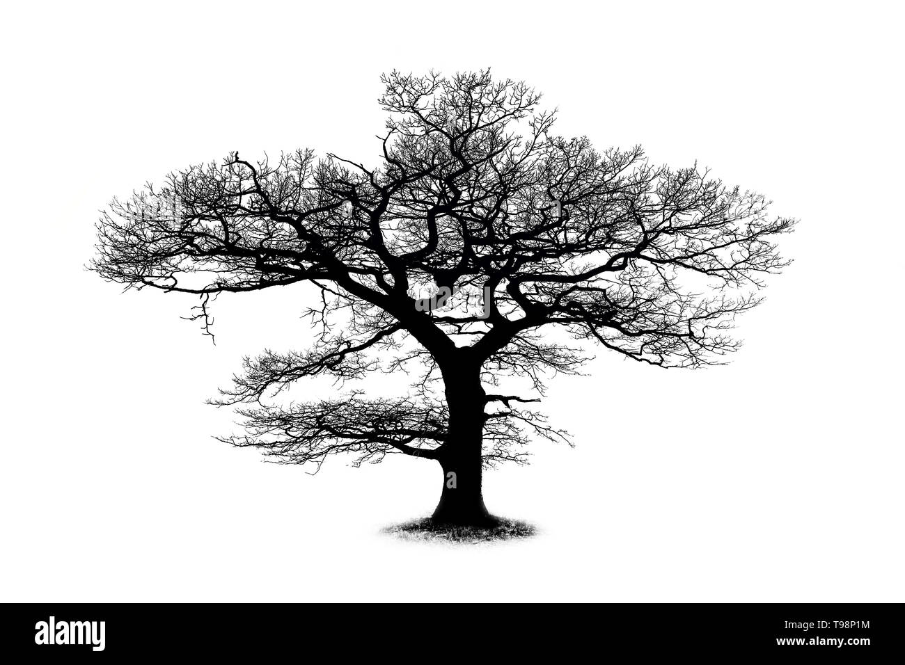 Oak tree silhouette isolated on white background with a beautiful curved branches Stock Photo