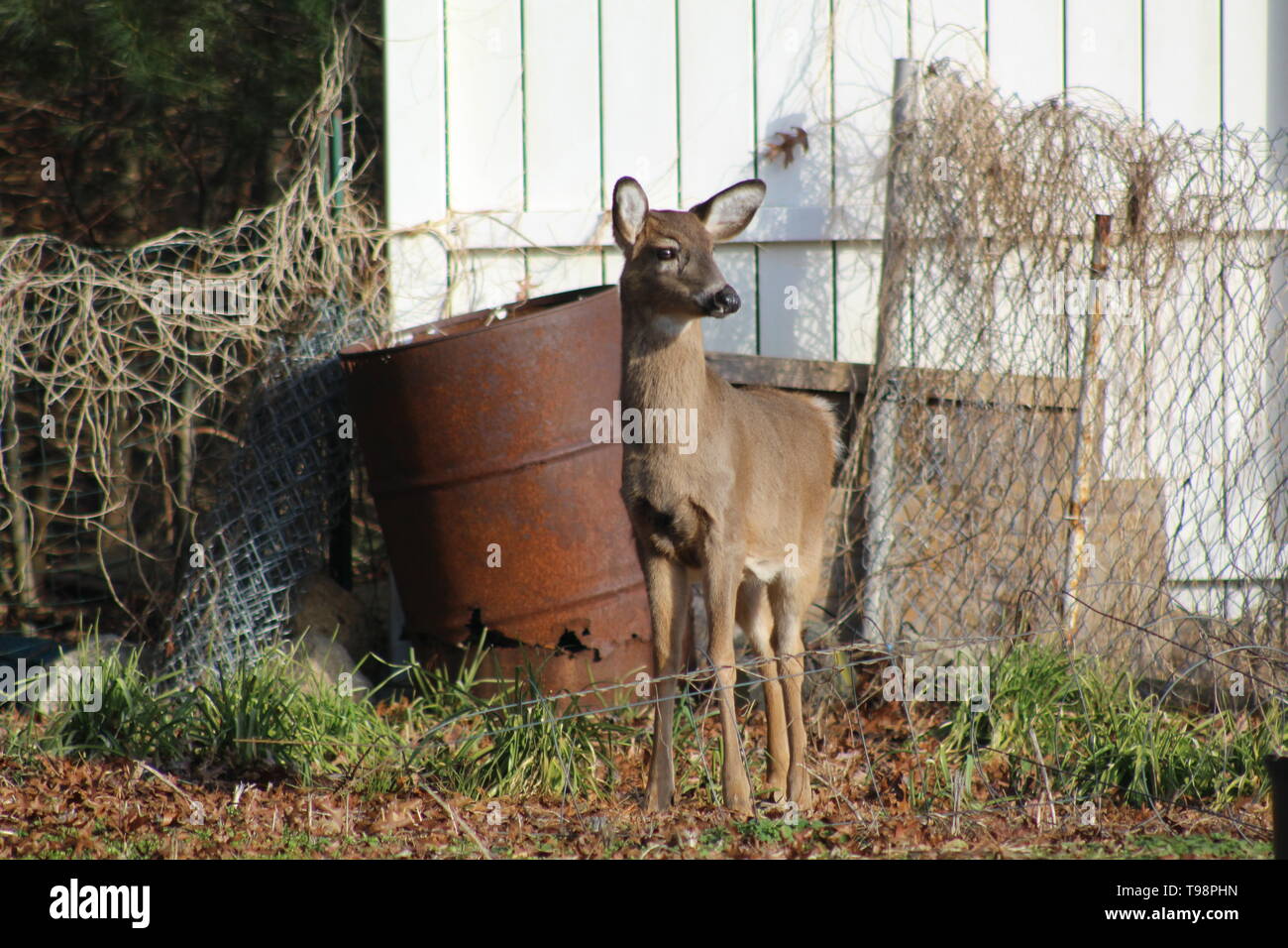 Deer in a garden Stock Photo - Alamy