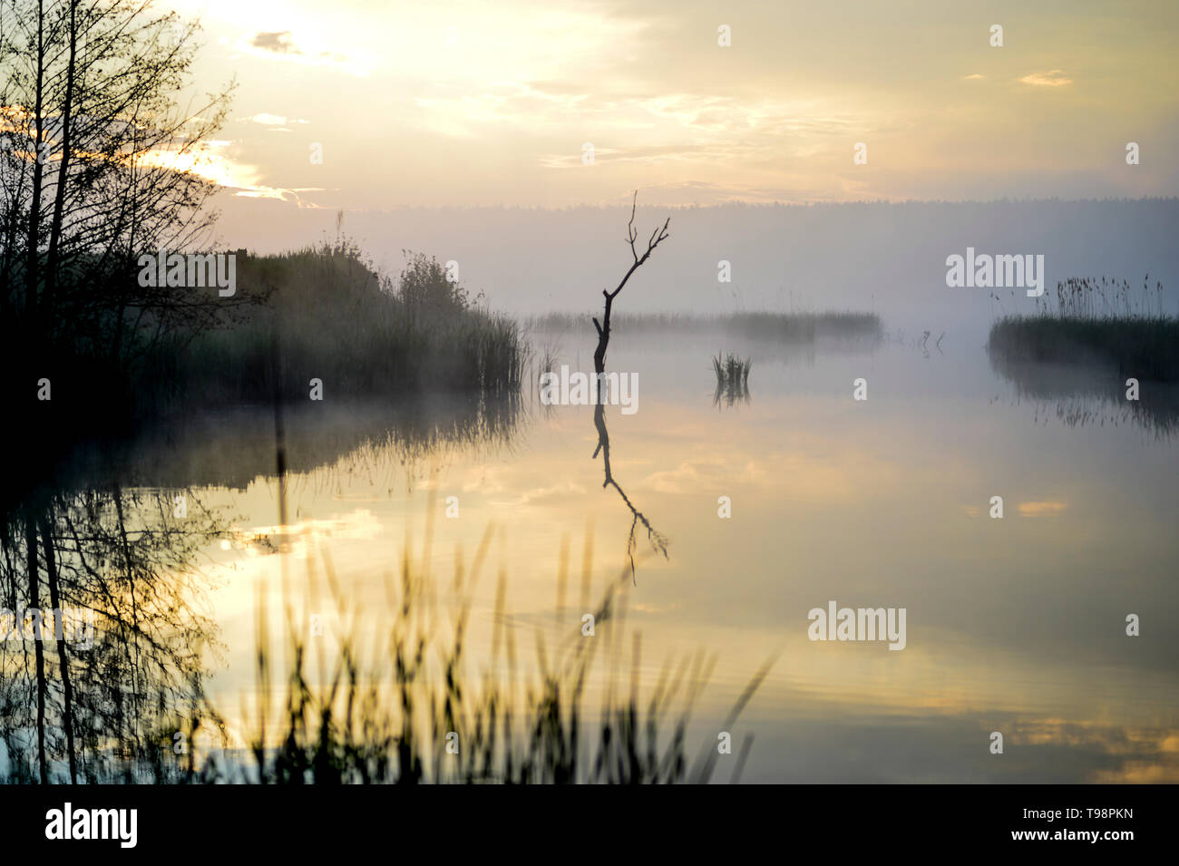 Morning mist on the lake in the sun Stock Photo - Alamy