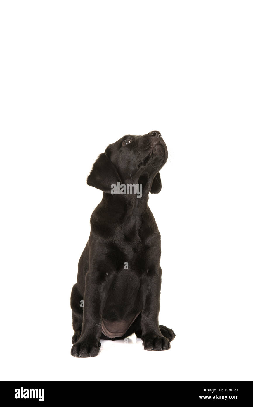 Black labrador retriever puppy sitting and looking up isolated on a ...