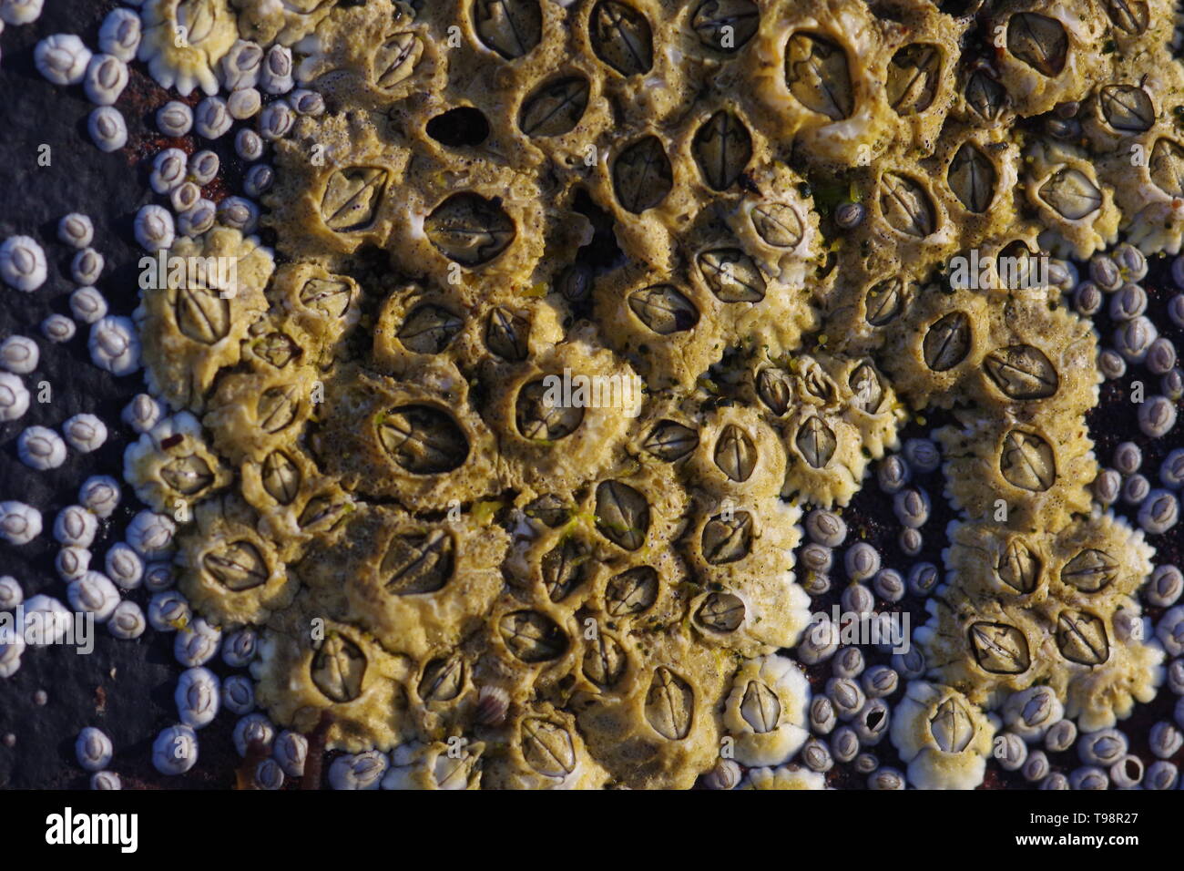 Acorn Barnacles (Semibalanus balanoides), on the Rocky Fife Coast at Crail, Scotland, UK. Stock Photo