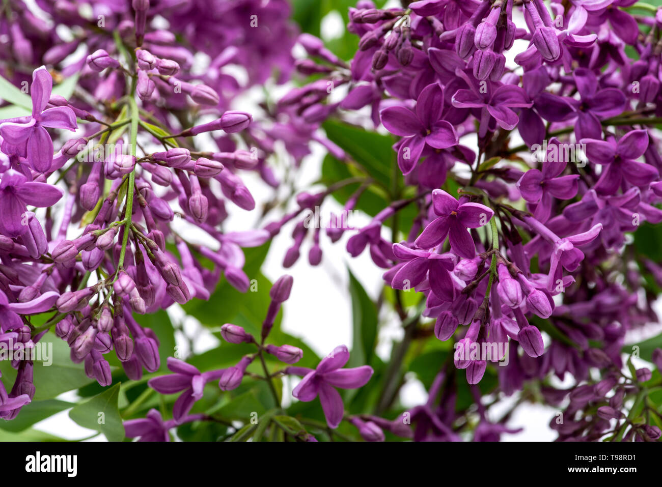 Fresh cut Purple Lilac Flowers in clear glass vase on white background