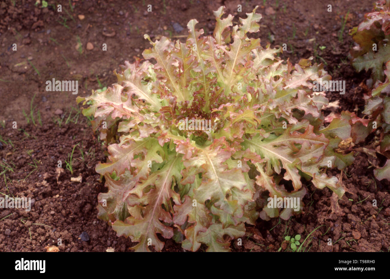 LEAF LETTUCE 'RED CORAL' GROWING Stock Photo Alamy