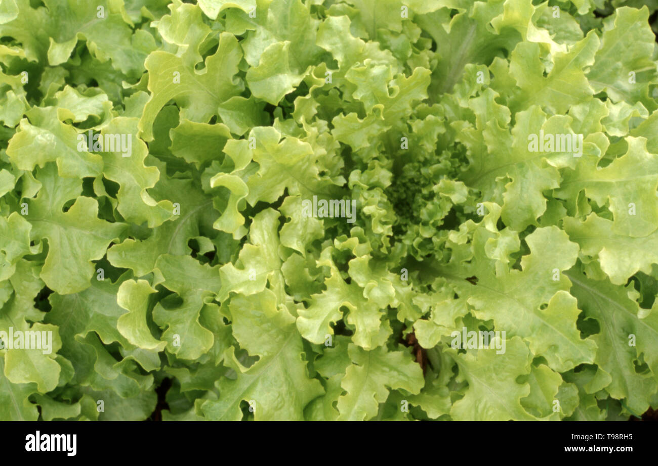 LEAF LETTUCE 'GREEN CORAL' Stock Photo Alamy