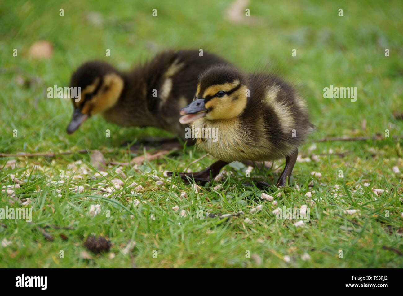 Ducklings at Leeds Castle Stock Photo