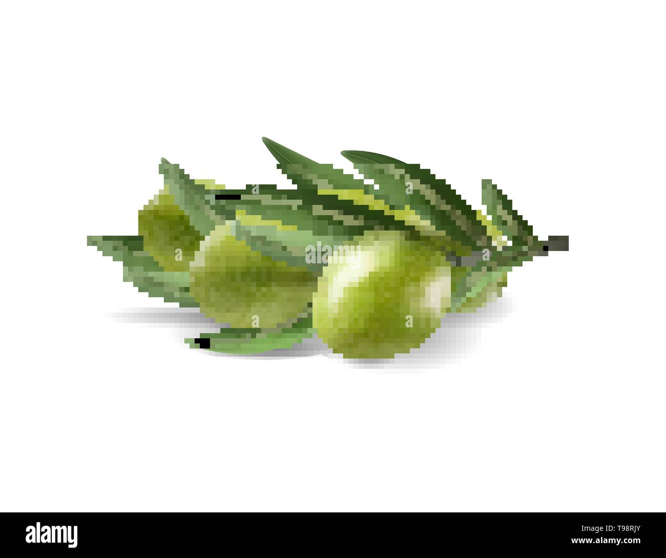 Green olive branch isolated on white background as package design ...