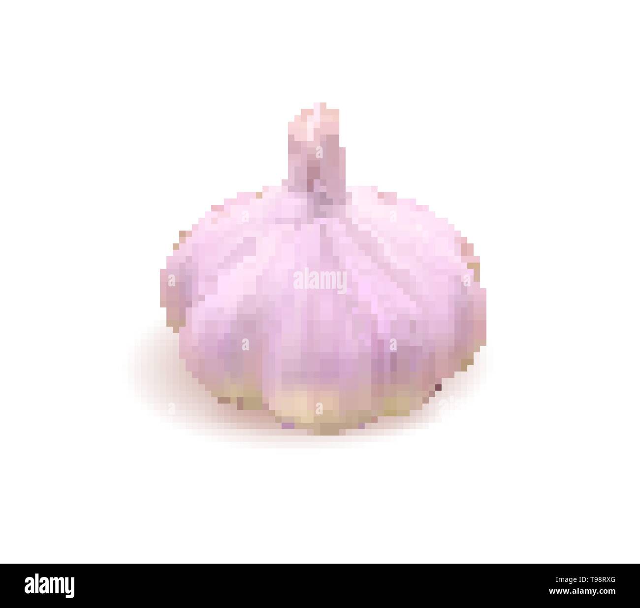 Photo realistic vector garlic on white background. Vector illustration. Stock Vector