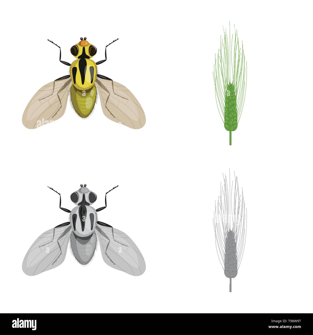 fly,barley,insect,pest,winter,control,spring,stop,spike,wings,durum ...