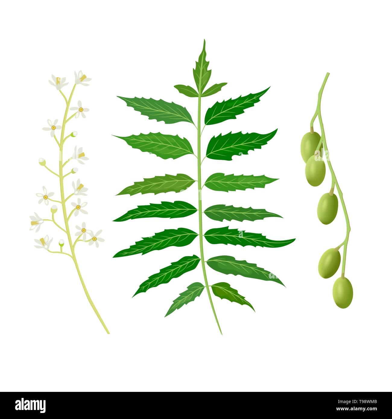 Neem leaf, fruits and flowers. Ayurveda Herb. used for eye disorders, stomach upset, loss of appetite, skin ulcers, Stock Vector