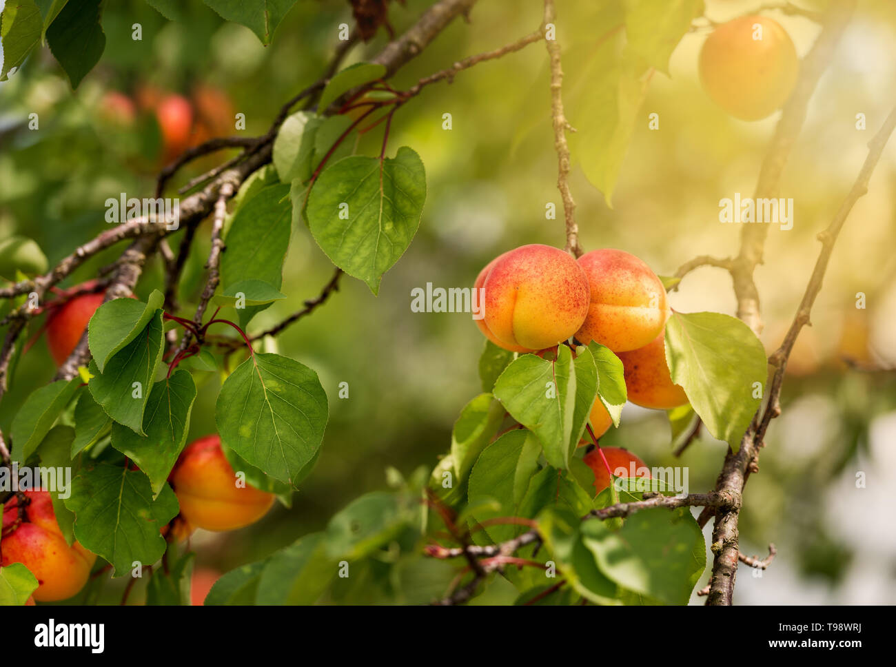 Branch of an apricot tree with ripe fruits at the summer time Stock Photo
