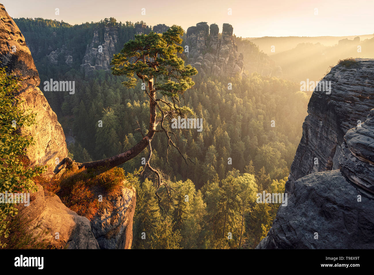 The famous pine tree at Bastei in Saxon Switzerland with golden light, Elbe Sandstone Mountains, District Lohmen, Saxony, Germany Stock Photo